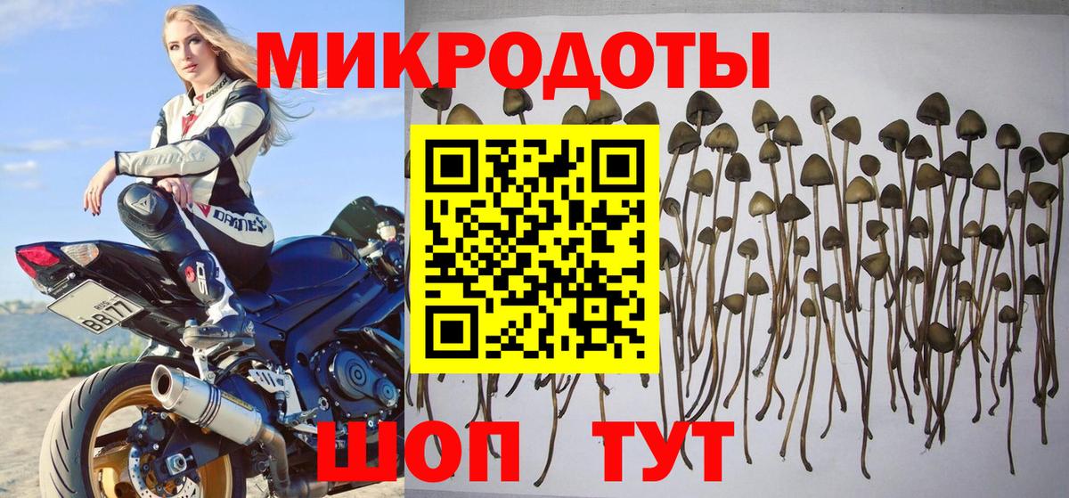 Псилоцибиновые грибы Печора
